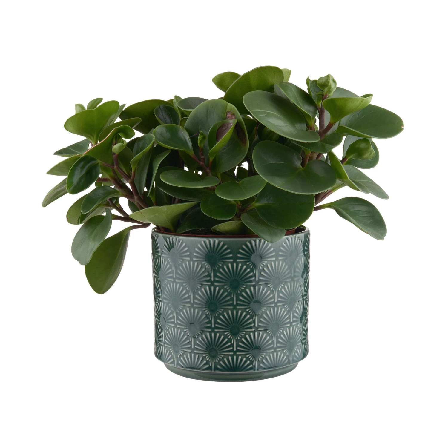 Blumentopf Ø17cm BLOOMY In Grün – Bild 2