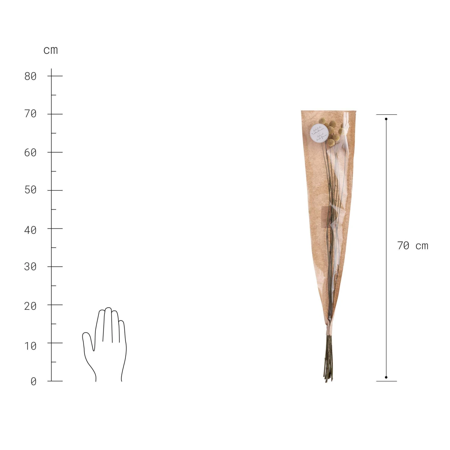 Trockenblumen Craspedia Länge 70cm FLOWER MARKET In Gelb – Bild 3