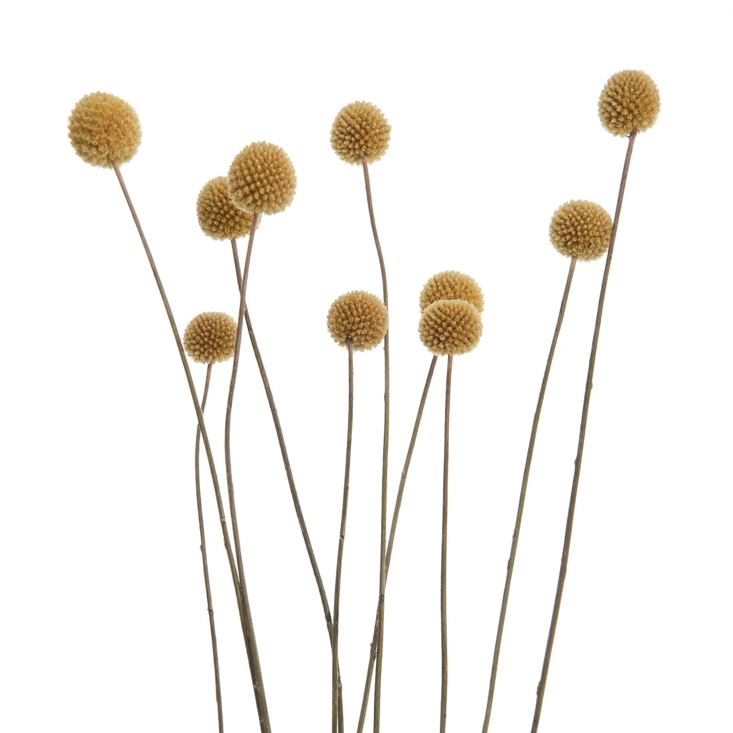 Trockenblumen Craspedia Länge 70cm FLOWER MARKET In Gelb – Bild 4