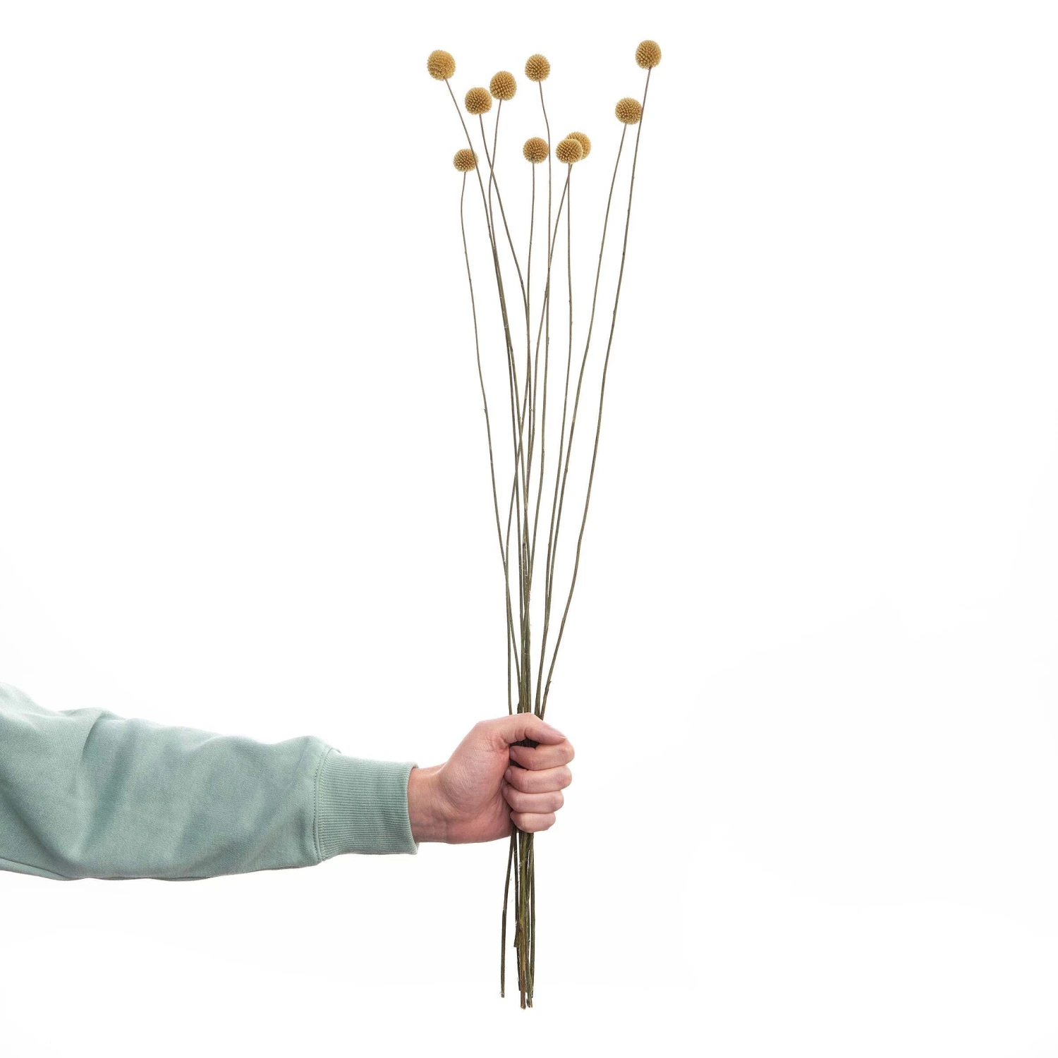 Trockenblumen Craspedia Länge 70cm FLOWER MARKET In Gelb