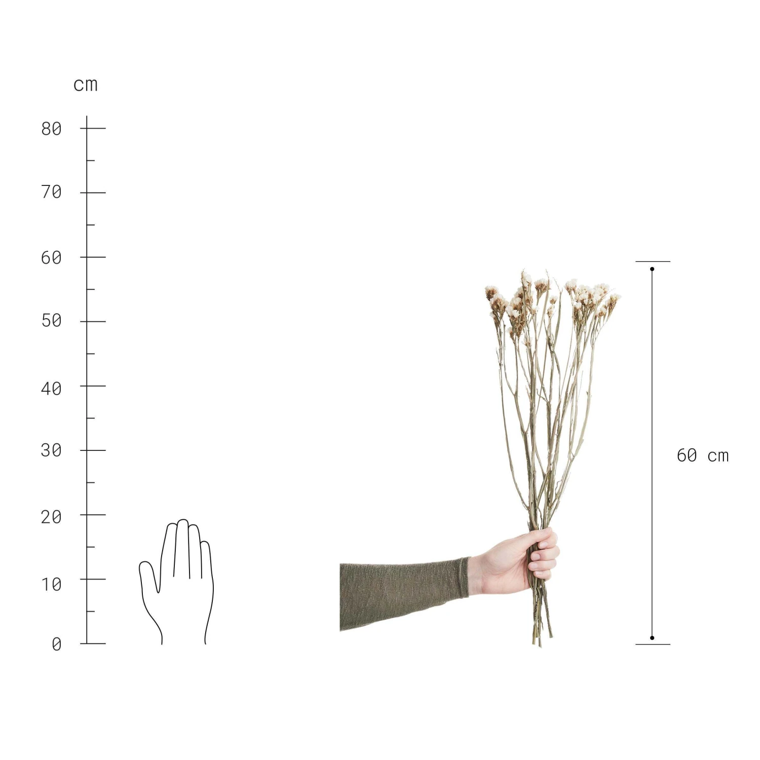 Trockenblumen Statice Länge 60cm FLOWER MARKET In Weiß – Bild 3